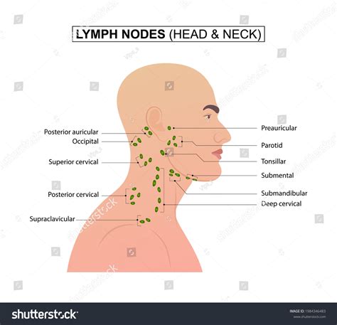 Lymph Nodes Head Neck Stock Vector (Royalty Free) 1984346483 | Shutterstock