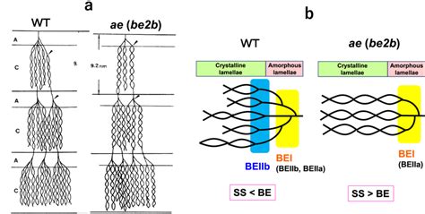 a The cluster model for amylopectin from waxy maize endosperm having... | Download Scientific ...