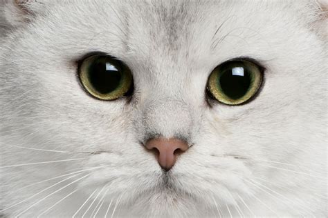 12 Most Popular British Shorthair Colors | From Cinnamon to Lilac I Discerning Cat