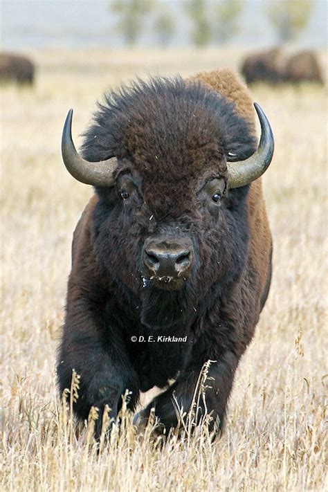 Charging Bison _IMG_9999_99v | Bison are extremely irrationa… | Flickr