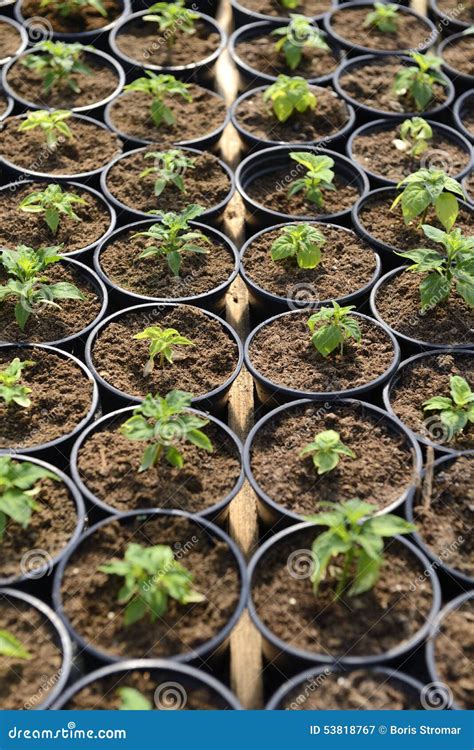 Plant Saplings in Pots stock image. Image of plant, organic - 53818767