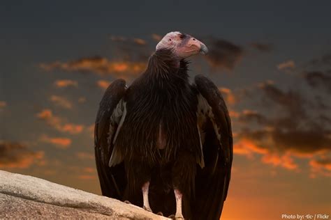 Interesting facts about California condors | Just Fun Facts