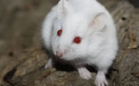 Albino Hamsters: Are They Right for You? - Hamster Happy