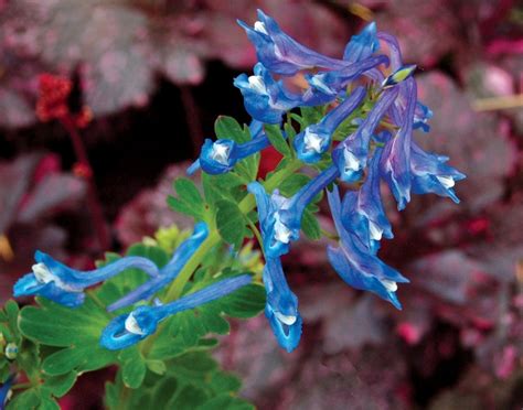 Corydalis elata Blue Corydalis | Garden Center Marketing