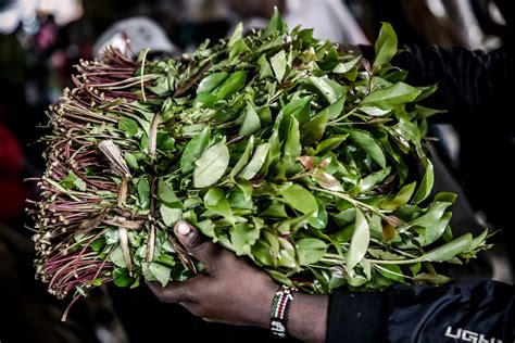 Kenyan Miraa Exporters Turn to Ethiopia for the Product amid High Costs Locally - Kenyan Wall ...