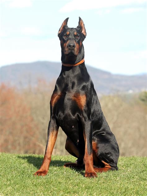 Warlock Doberman – Huge But Gentle And Affectionate Family Pet | Warlock doberman, Doberman ...