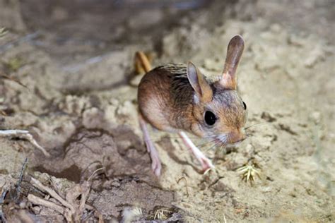 Jerboa Stock Photos, Pictures & Royalty-Free Images - iStock