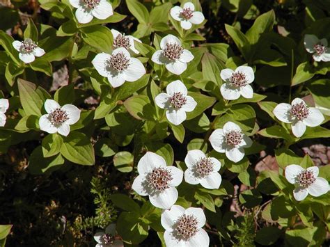 Creeping Dogwood (Bunchberry) Cornus canadensis Seeds Ground Cover Edible 10pcs - Fruit Seeds