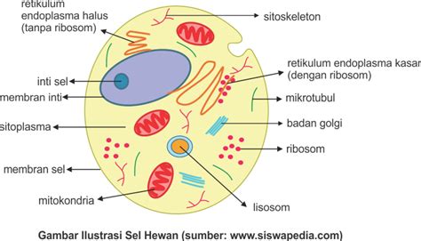 Contoh Laporan Praktikum Biologi Tentang Sel Hewan Dan Tumbuhan Terbaru - Vrogue