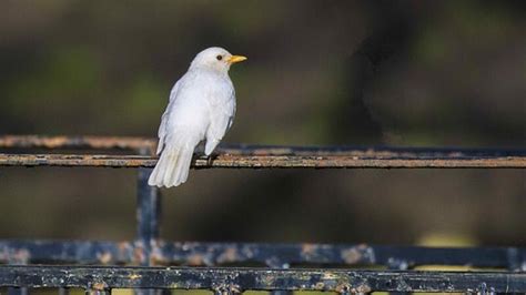 Super-rare White Blackbird Spotted in UK's Dorset | Al Bawaba