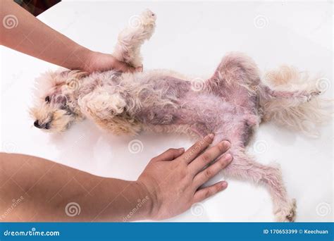 Veterinarian Inspecting Dog with Skin Irritation with Yeast, Fungal Infection Stock Image ...