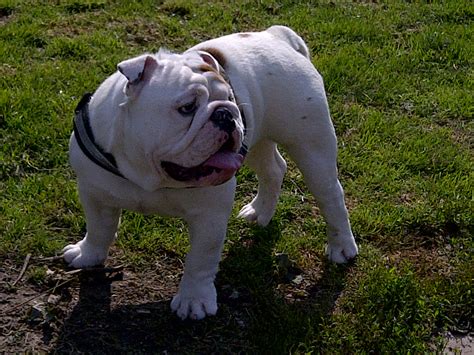 White English Bulldog Breed Guide - Learn about the White English Bulldog.