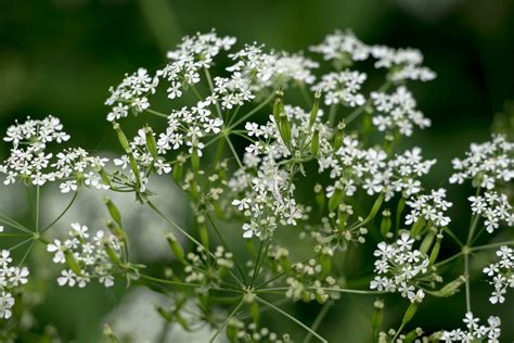 Ontario Wildflowers