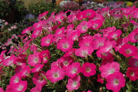 20 Large Bloom Petunia Seeds DREAMS ROSE MORN Everblooming - Etsy