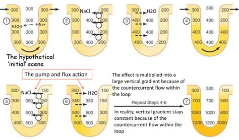 Chapter 12 Renal Physiology II | BS2001: Physiology