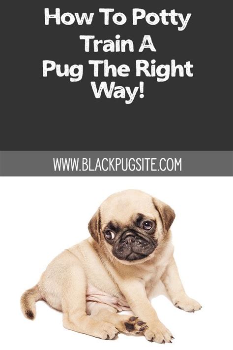 Pug House Training | Potty training puppy, Pugs, Puppy training