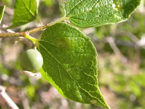 30 Types of Trees Native to Georgia (Common & Rare Species)