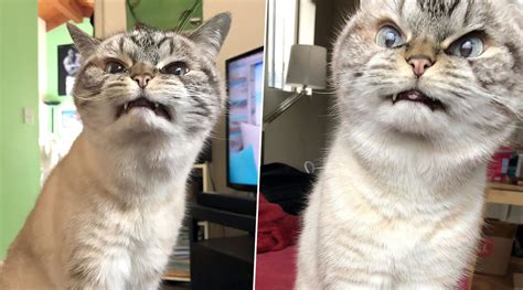 Loki, The 'Vampire' Cat Goes Viral For Her 'Evil' Looks (See Pictures) | 👍 LatestLY