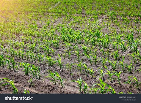 51,676 Corn rows Images, Stock Photos & Vectors | Shutterstock