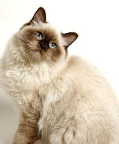 Ragdoll Cat History - Annie Many