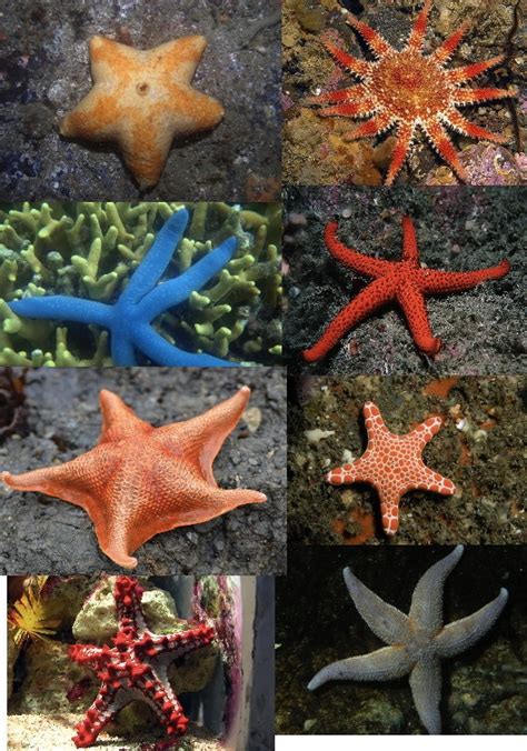 The Echinoblog: How many starfish species are there?? Where do they Live? How long have they ...