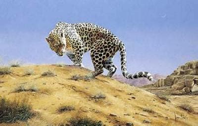 Arabian leopard | The Life of Animals