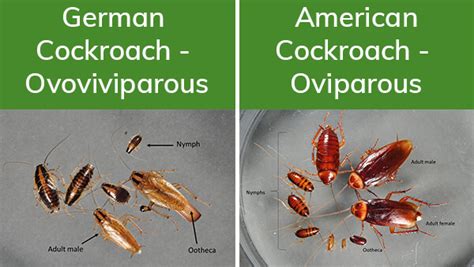 German Cockroach Life Cycle