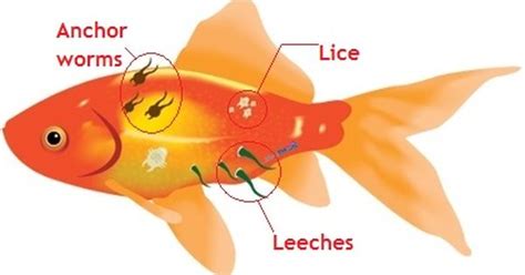 How To Cure fish fungal infection treatment - FishTankLover