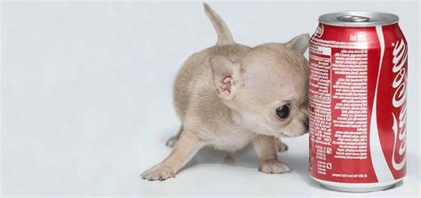 Guinness World's Smallest Dog - Guiness Record