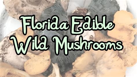 Five Easy To ID Florida Edible Wild Mushrooms | The Survival Gardener