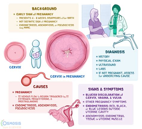 Chadwick Sign: What Is It, Causes, and More | Osmosis