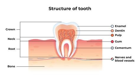 Pulpitis - What Are the Symptoms and How You Should Treat It