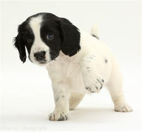 Black And White Springer Spaniel Puppies