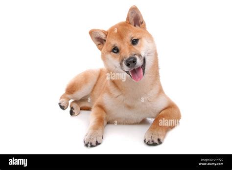 Japanese Shiba Inu dog Stock Photo - Alamy