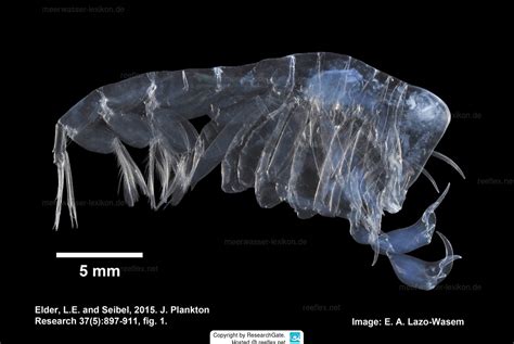 Phronima sedentaria Parasitic hyperiid amphipod