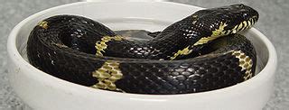 Rat Snake Care: the Russian Ratsnake – Large Bold & Beautiful