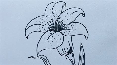 Lily Flower Drawing Pictures | Best Flower Site