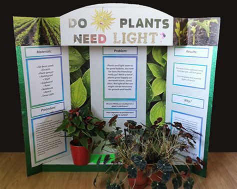 23+ Plant Science Fair Projects - QuynTawnee