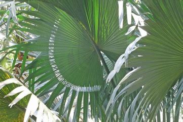 Talipot palm, Great fan palm Edible Plant