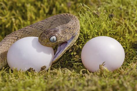 Egg-eating Snake, Dasypeltis fasciata #4 | With thanks to De… | Flickr