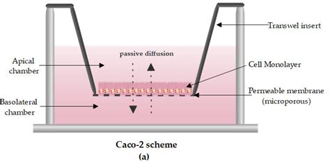 Caco-2 diagram formed by a transwell insert preloaded with ...