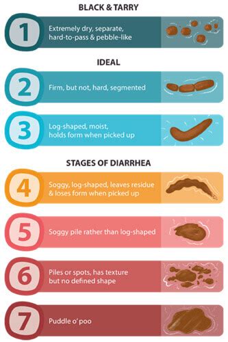 15 Causes of Mucus in Dog's Stool : Poop With Mucus in Dog - PetCareStores