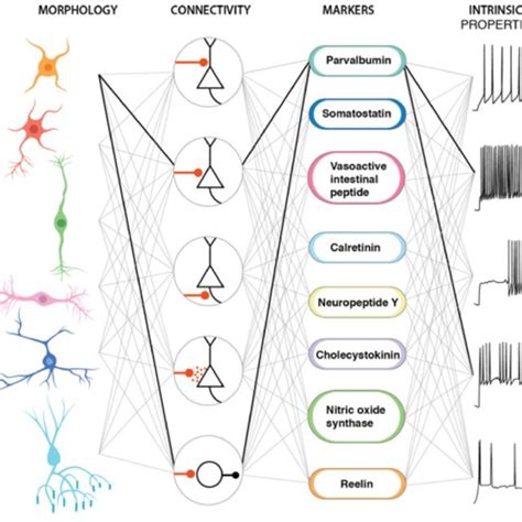 14. Multiple dimensions of interneuron diversity. Interneuron cell... | Download Scientific Diagram