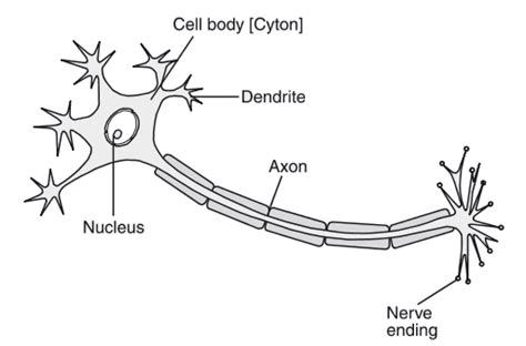 Draw a labelled diagram of a neuron