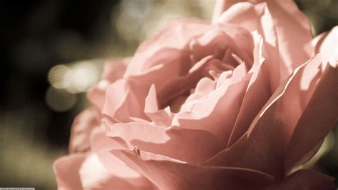 nature, Rose, Flowers Wallpapers HD / Desktop and Mobile Backgrounds