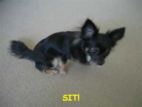 Training Chihuahua 101 - YouTube