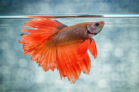 Ich on Betta Fish: How to Treat and Prevent This Common Issue