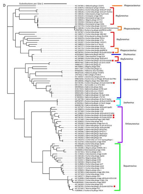 Viruses | Special Issue : Bacteriophage Applications in Animals