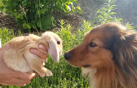 Can Dog and Bunny Be Friends? - Cairncrest Farm