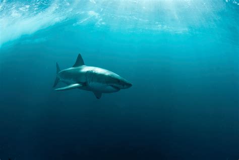 🔥 [50+] Shark Screensavers and Wallpapers | WallpaperSafari